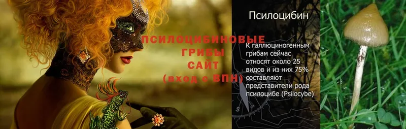 Галлюциногенные грибы Psilocybe  Кашин 